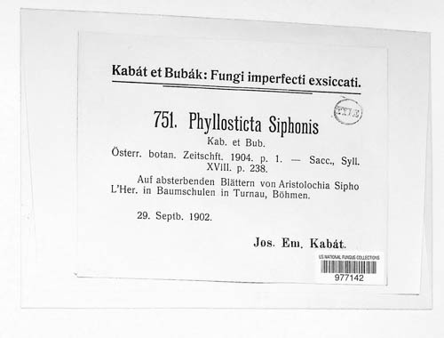 Phyllosticta siphonis image
